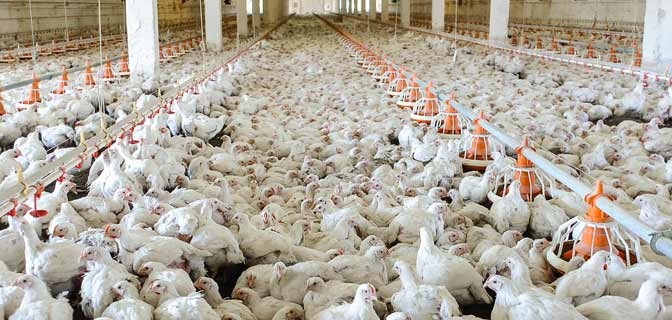 Factory Chicken Farmer Comes Forward. Shocking