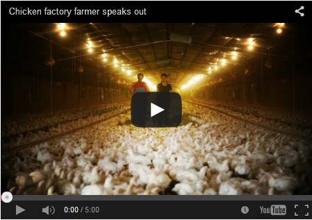 Factory chicken farming - Purdue.