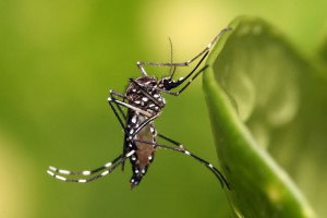 Aedes aegypti mosquito. Image credit: Muhammad Mahdi Karim