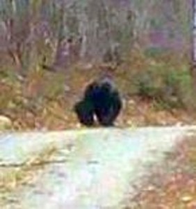 Bigfoot seen in Maine photo: James Stanley